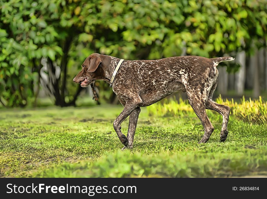 Deutsch Kurzhaar German Short-haired Pointing Dog