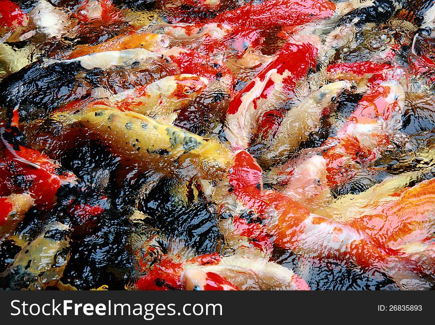 Carp fish in pond full frame