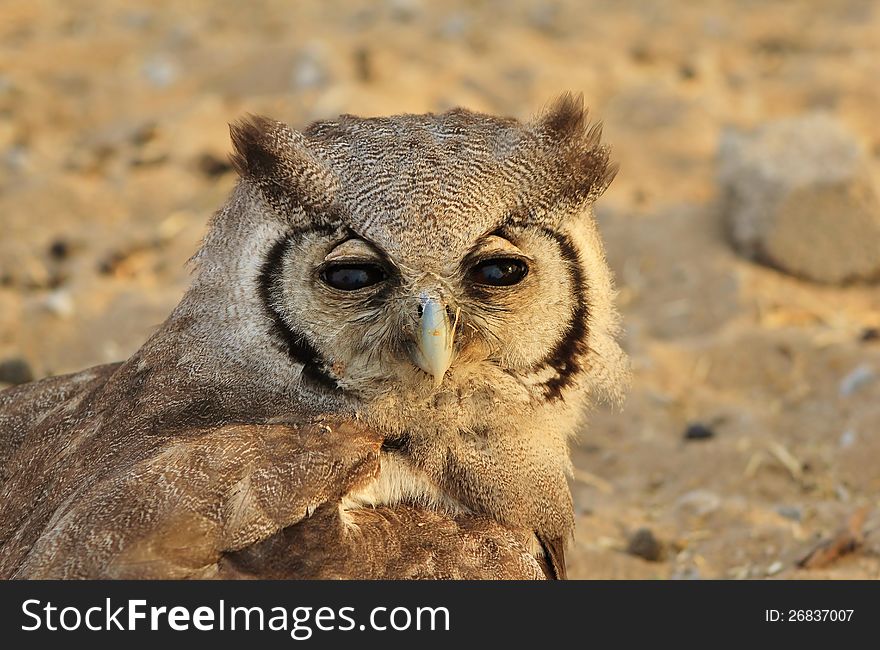 An adult Giant Eagle Owl at a watering hole on a game ranch in Namibia, Africa. An adult Giant Eagle Owl at a watering hole on a game ranch in Namibia, Africa.