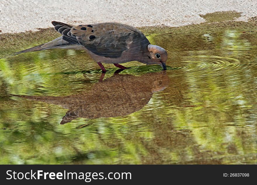 Gray Dove Drinking From Green Puddle