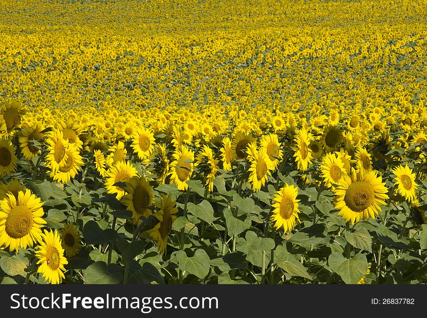 Mass of sunflowers in field in southern France. Mass of sunflowers in field in southern France