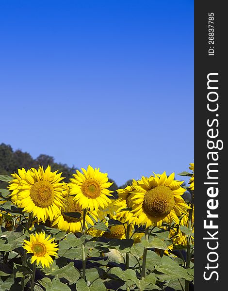 Sunflowers And Sky &x28;room For Text&x29;