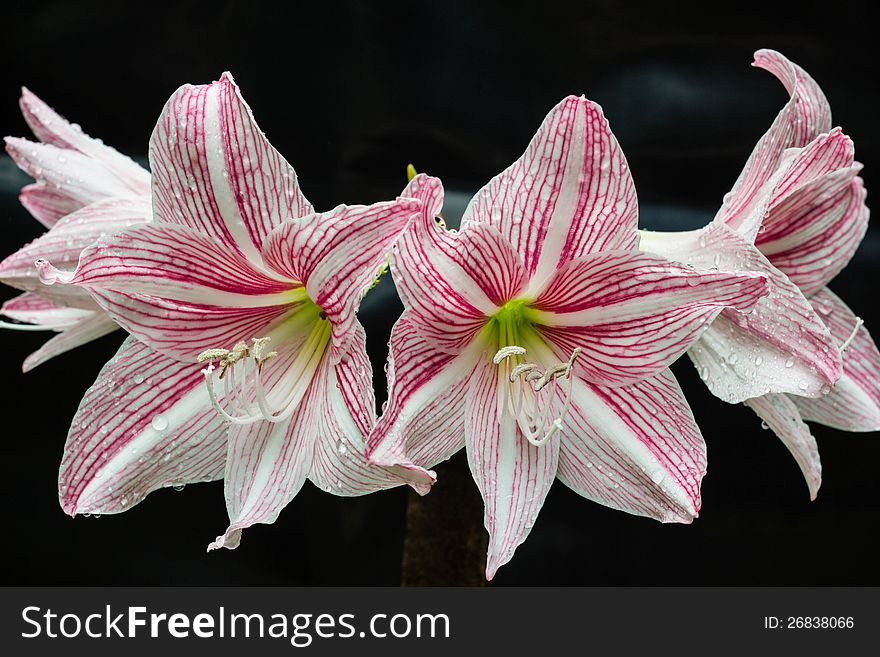 A beautiful flower in garden