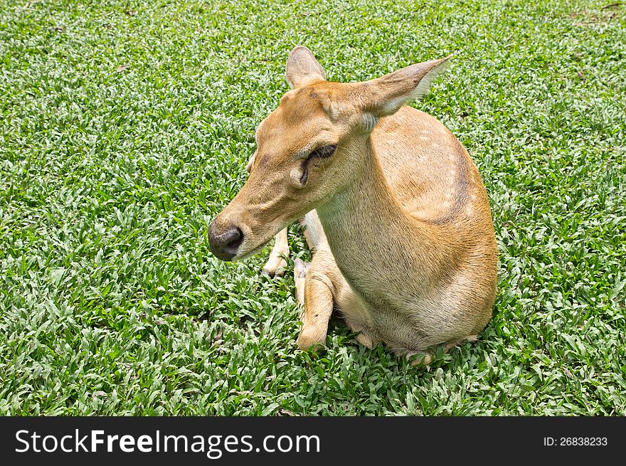 Brow-antlered deer