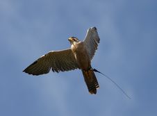 Peregrine Falcon Royalty Free Stock Photo Peregrine Falcon Royalty Free Stock Photo