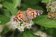 Butterflies. Flower. Royalty Free Stock Images