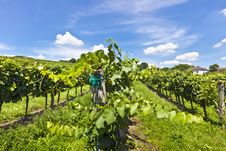 Vineyard Of Pinot Blanc Grape Royalty Free Stock Photography