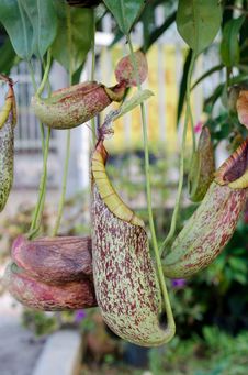 Nepenthes Royalty Free Stock Images Nepenthes Royalty Free Stock Images