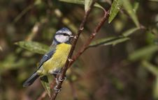 Free Blue Tit On The Tree Stock Images - 26845564