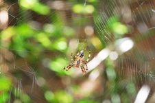 Spider Web Royalty Free Stock Image