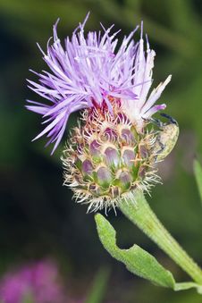Cynara Algarbiensis Flower Royalty Free Stock Photo Cynara Algarbiensis Flower Royalty Free Stock Photo