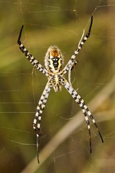 Orb-weaving Spider &x28;Argiope Bruennichi&x29; Stock Photography Orb-weaving Spider &x28;Argiope Bruennichi&x29; Stock Photography