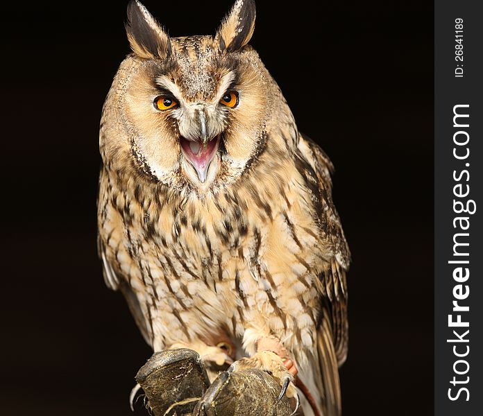 Long Eared Owl