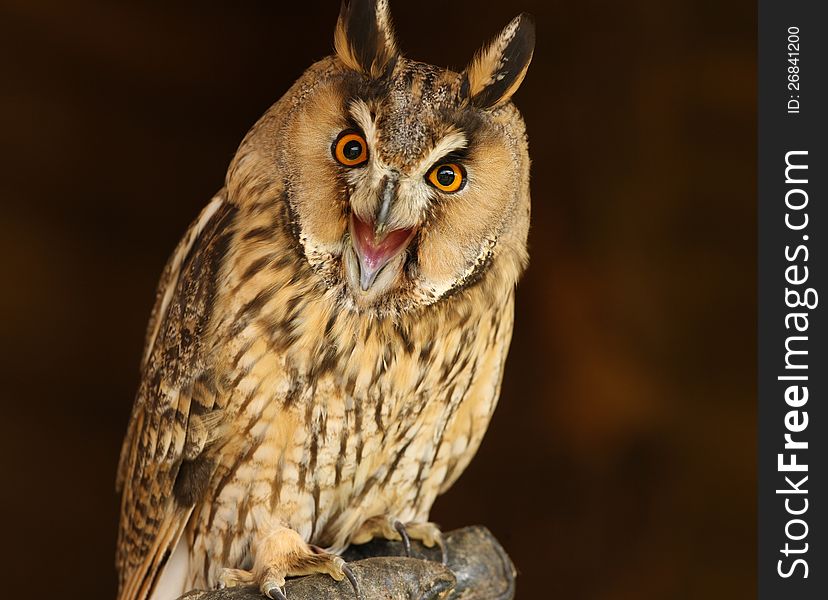 Portrait og a Long Eared Owl screeching