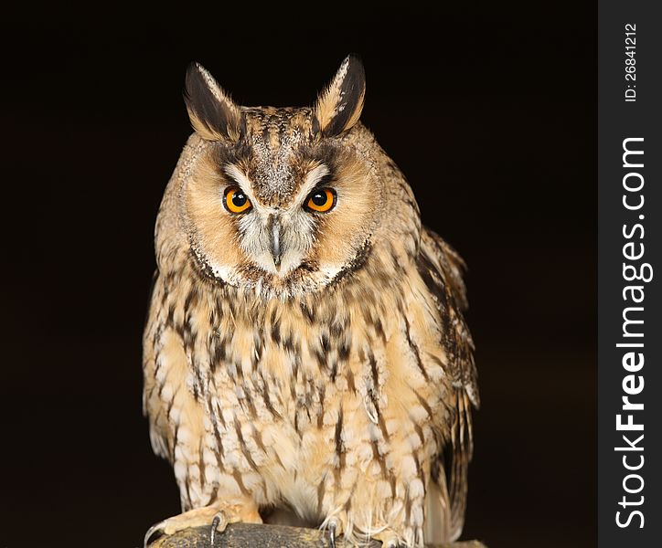 Portrait of a Long Eared Owl
