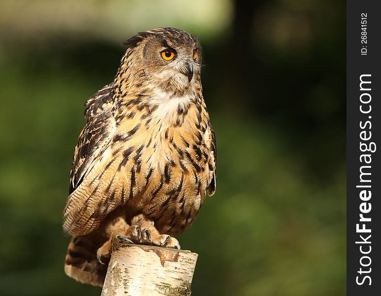 Portrait of an Eagle Owl on a tree stump