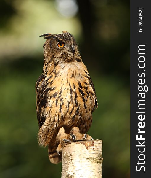 Portrait of an Eagle Owl on a tree stump