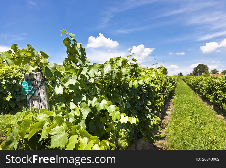 Vineyard of Pinot Blanc grape on a sunny day.