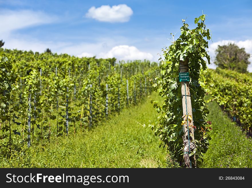 Vineyard of cabernet sauvignon grape on a sunny day in rural scene.