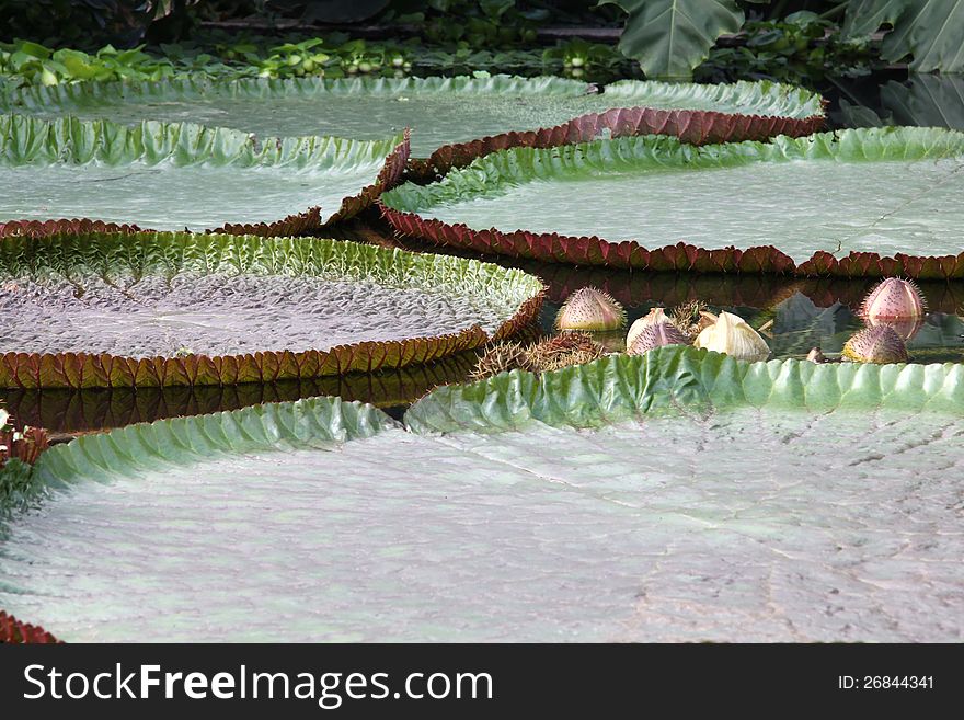 Giant water lily pads take in Kew Gardens, London, UK