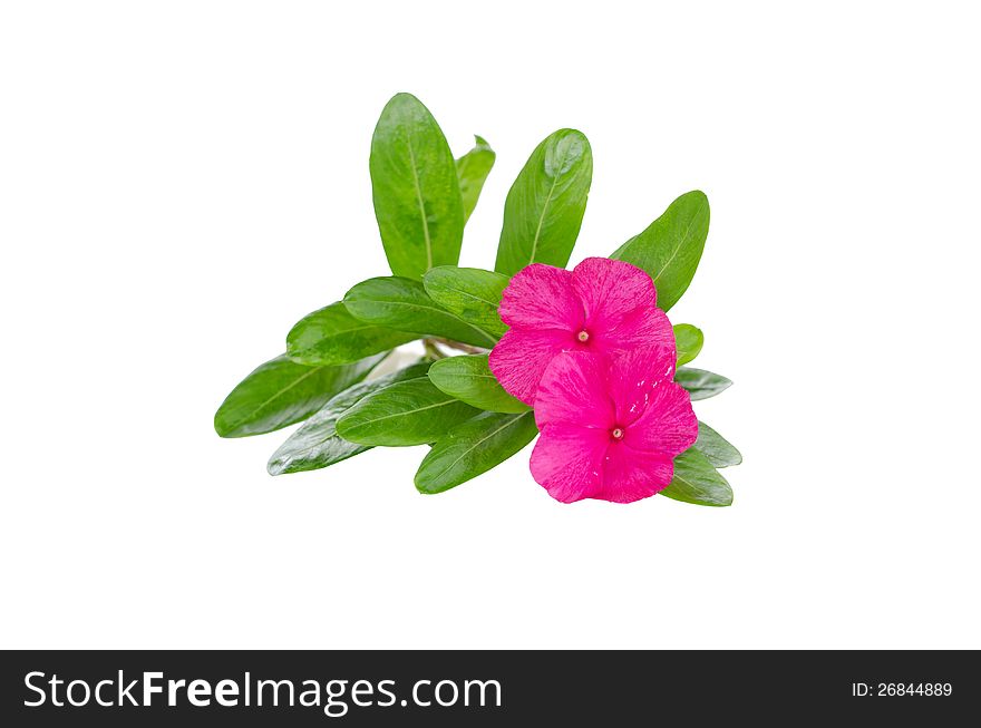 Periwinkle isolated on white background