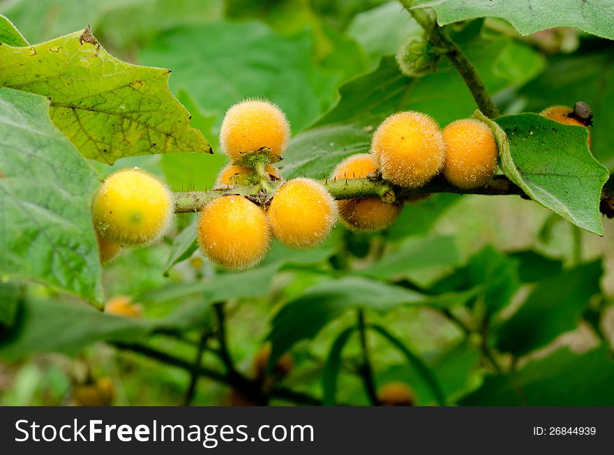 Solanum stramonifolium  hanging on tree