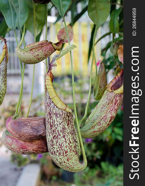 Nepenthes for sale in flower market, Thailand