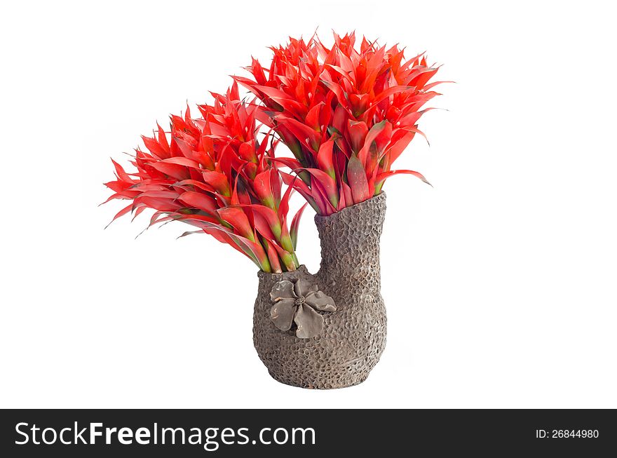 Bromeliad in vase isolated on white background