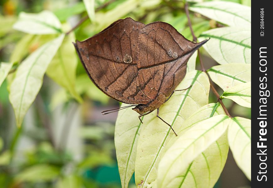 Oakleaf Butterfly
