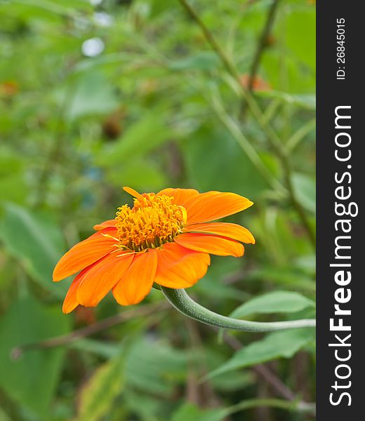 A close up of a Mexican Sunflower