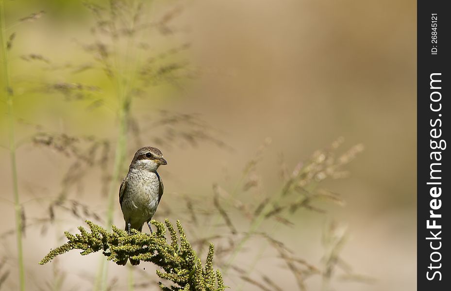 Red-backed Shrike