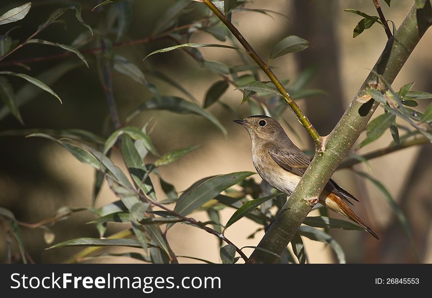 Redstart is perching on the branch of a tree