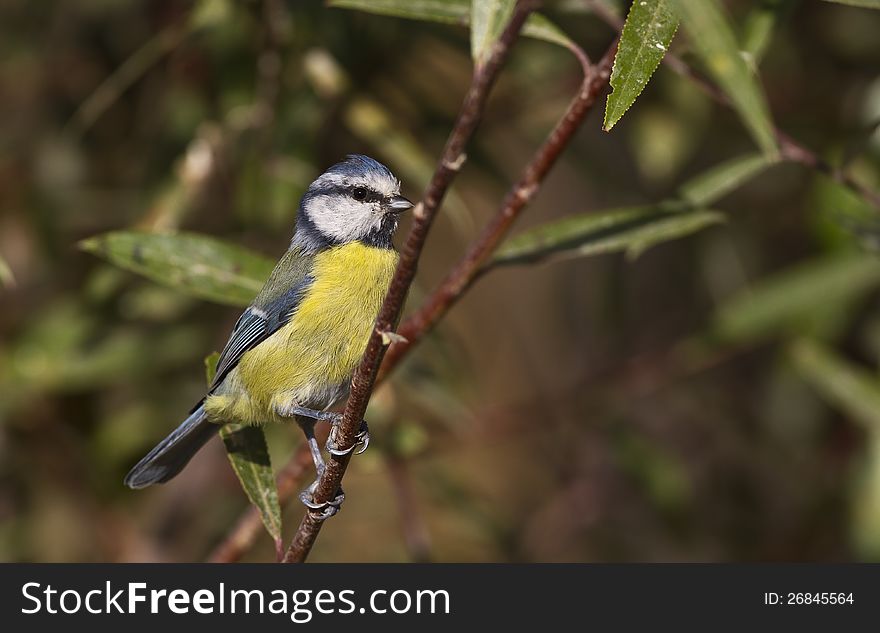 Blue Tit On The Tree