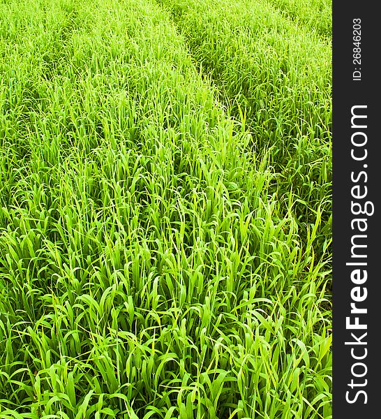 Dense green shoots of barley. Dense green shoots of barley