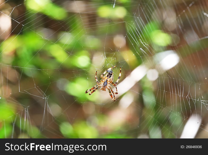 A Garden Spider on its Web. A Garden Spider on its Web