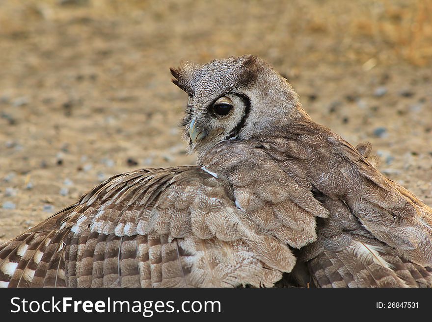 Owl, Giant Eagle - African Stealth