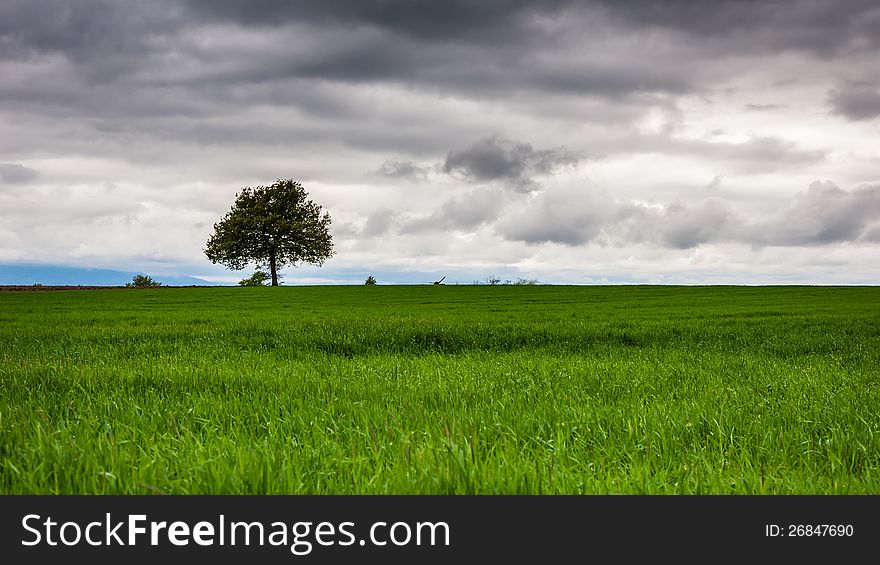 Isolated tree in a green field with stormy sky. Isolated tree in a green field with stormy sky.