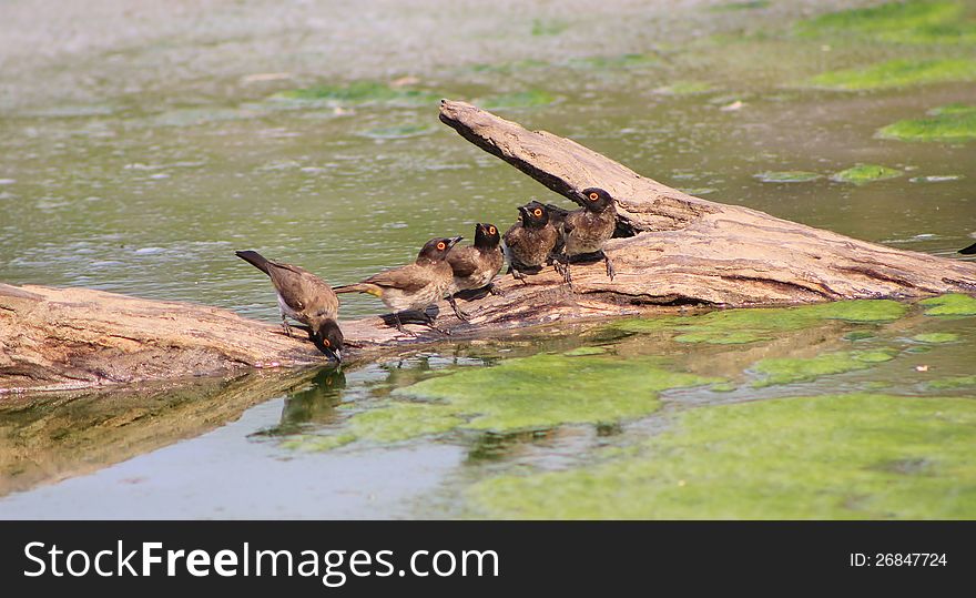 African Redeyed Bulbuls leaning from a branch, attempting to drink water, on a game ranch in Namibia, Africa. African Redeyed Bulbuls leaning from a branch, attempting to drink water, on a game ranch in Namibia, Africa.