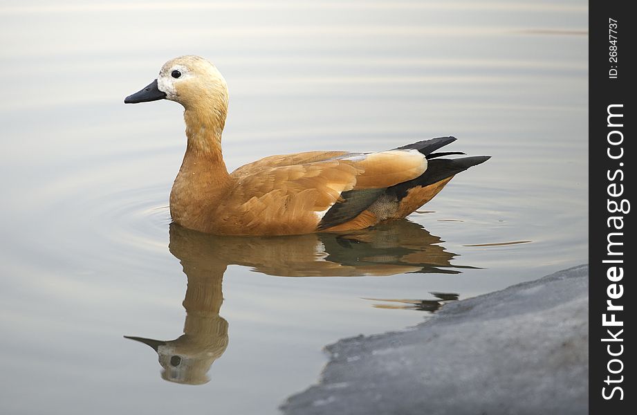 Ruddy sheldduck swimming in a lake in winter