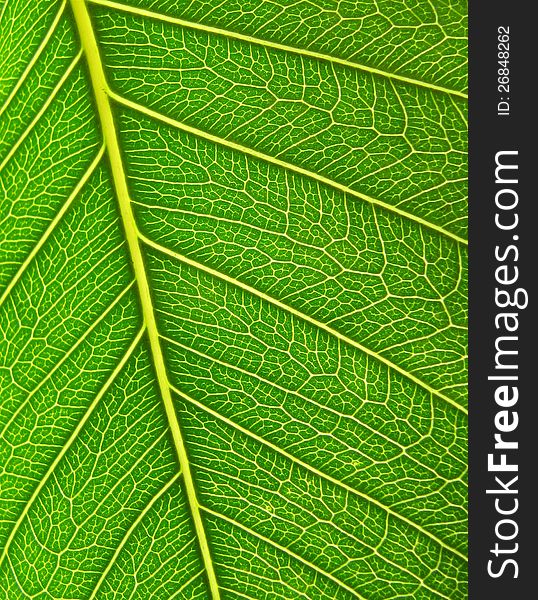 Surface of a beautiful green leaf of a tree close up. Green organic background. Surface of a beautiful green leaf of a tree close up. Green organic background.