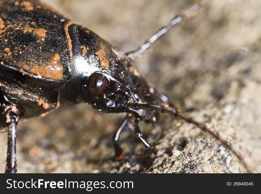 Close view detail of a calosoma maderae black beetle.