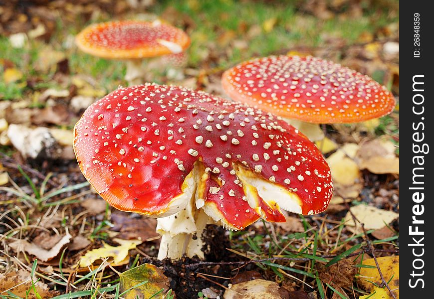 Toadstool mushroom, isolated, closeup in the grass