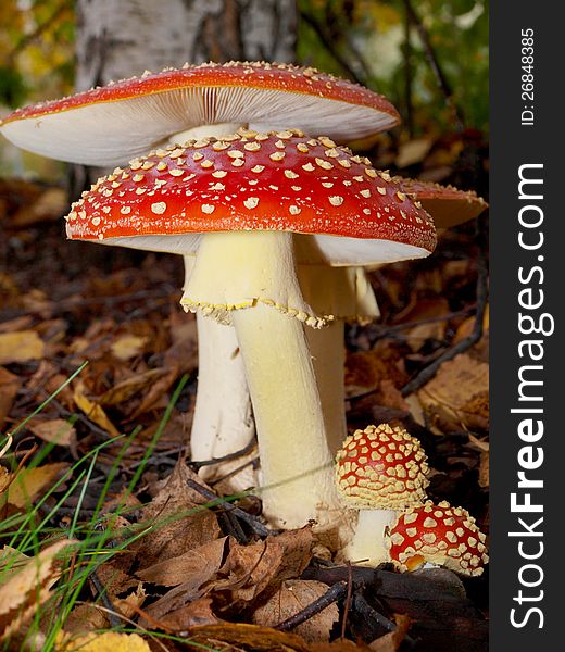 Toadstool Mushroom