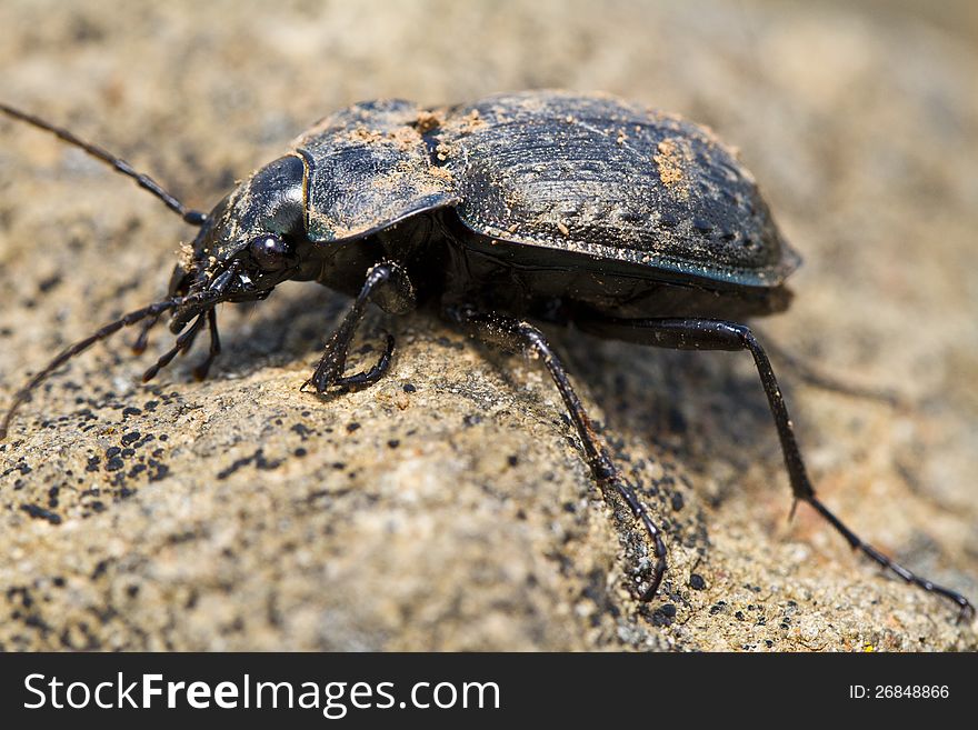 Close view detail of a calosoma maderae black beetle.