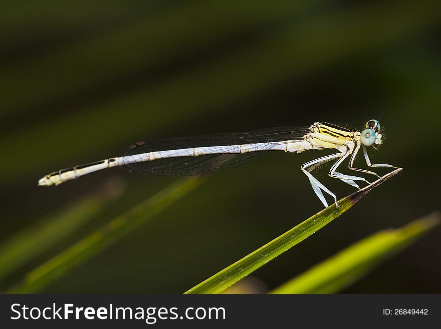 Close up view detail of a beautiful damselfly insect in the wild.
