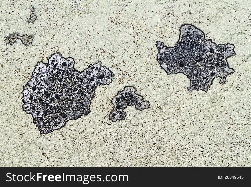 Close view detail of a white ochrolechia parella lichen.