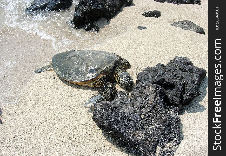 Turtle on a white sandy beach with black rocks