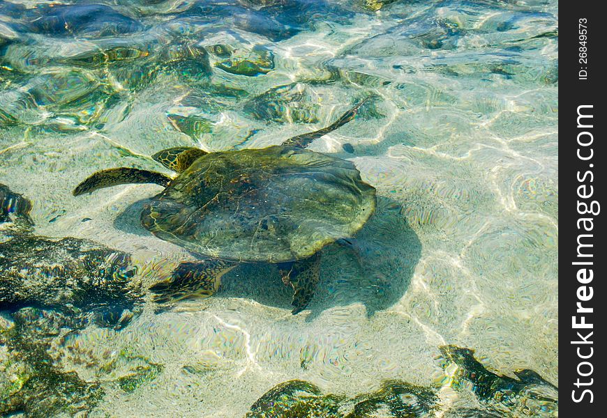 Turtle swimming just under the water