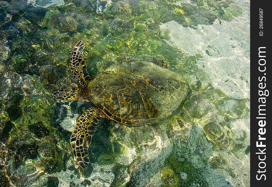 Turtle swimming just under the water