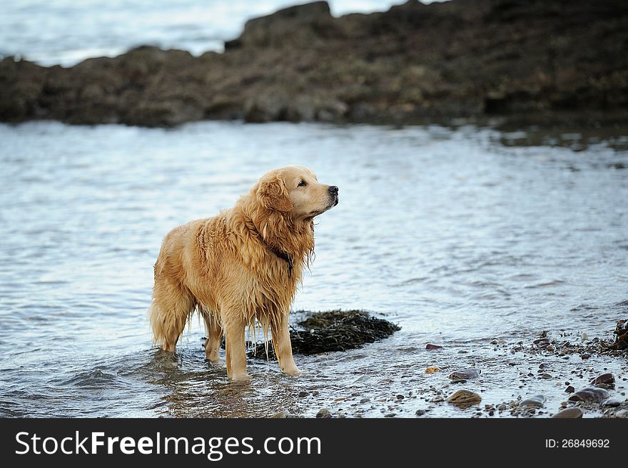 A Labrador Retriever after a swim in the ocean.